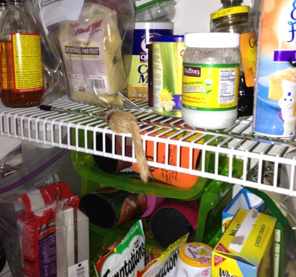 So far, Taco hasn't figured out how to turn door handles. Yet. 