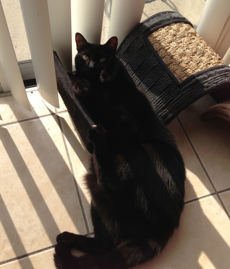 Moosh Moosh basking.