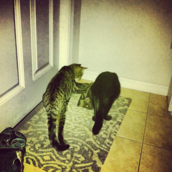 It would help if the boys helped with the hunt for the million dollar idea, but they only search for bugs. 