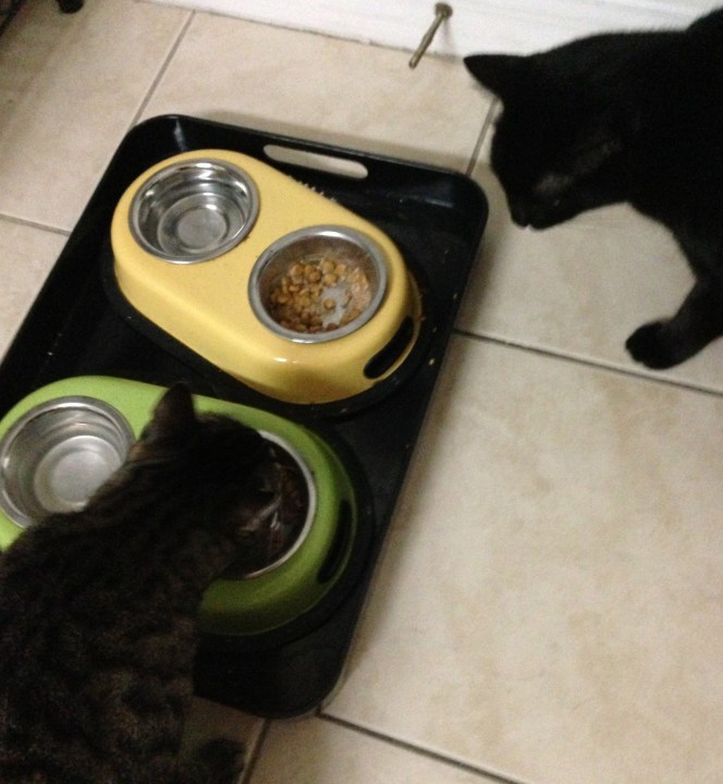 Yup, that's meat. Real meat. I don't let my kitties eat byproducts. Except for the stupid prescription food. I hate that. 