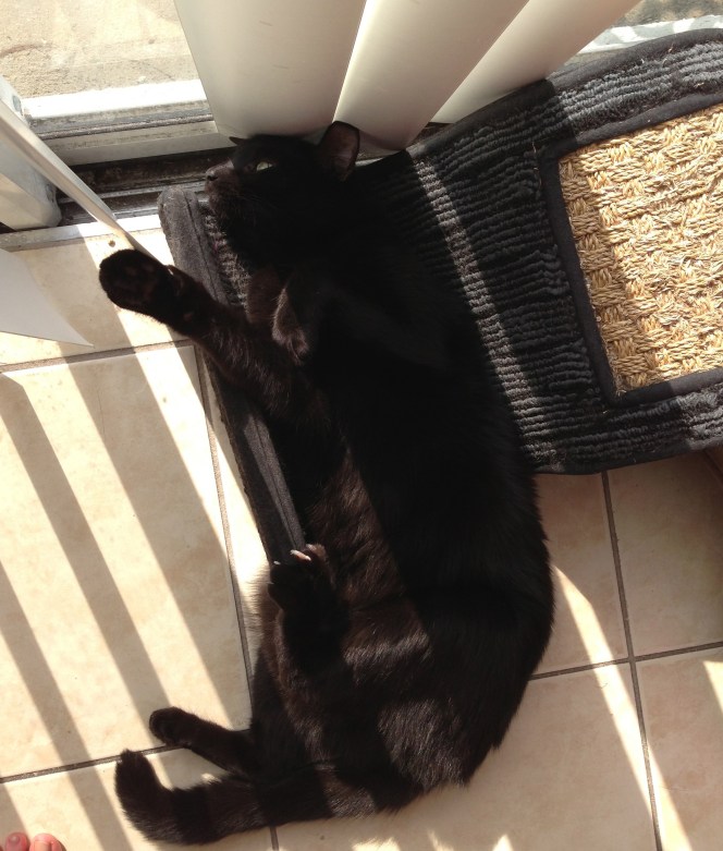 This is just adorable. I accept his fur. 