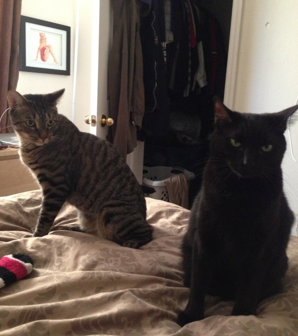 Evil plotting. Shoulda called em Pinky and the Brain. 