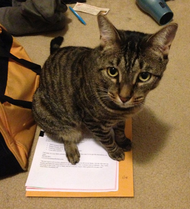 Here's Taco LITERALLY sitting on my work. 