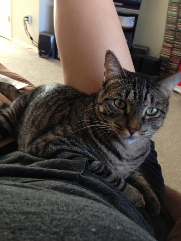 Taco is a petulant child. If you won't make room for him on your lap, he'll FIND room. Forcefully. Ah, the lie of a cat mom. 