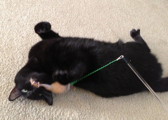 Moosh also loves the Neko toy. For such a sweetie, he has serious fangs. 