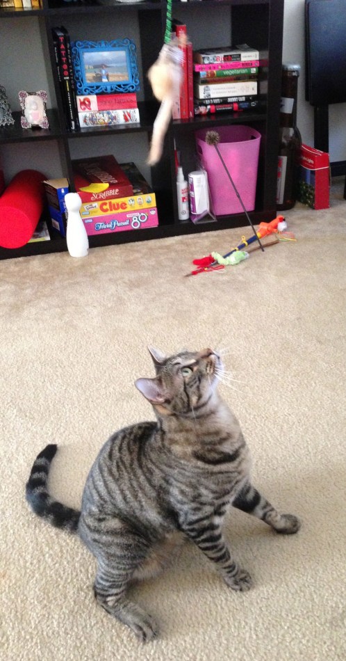 Taco loves his Neko toy.