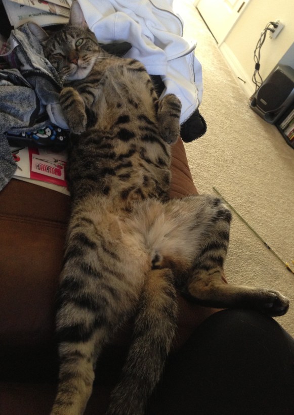 And for the pièce de résistance...a demonstration of how to TRULY enjoy a lazy Caturday. Hope you're making the most of yours. 