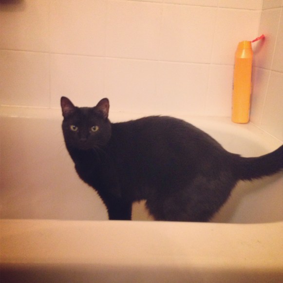 Moosh likes to follow me in the bathroom and jump in the tub for no apparent reason.