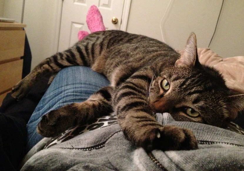 Excuse my french, but this is fucking adorable. 