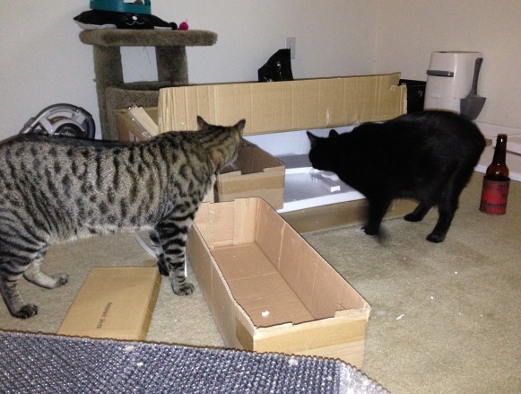 OMG MOMMY GOT US A BOX! It was funny when Moosh got inside and I banged on the top of the box. I'm an a-hole. Instant karma, though. I knocked over my beer in the process. 