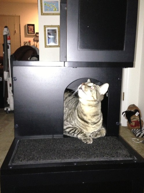 Taco's chillin' in his kitty cubby hole!