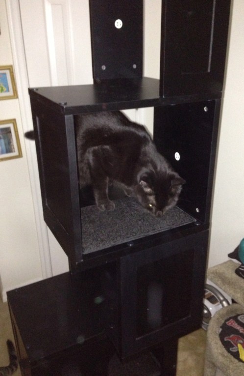 Hard to see Moosh. The tree is black cat camoflauge. 