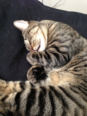 Taco was an excellent snuggler and bedmate yesterday. Easing the sick with cute!