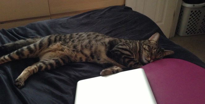 Not this lazy when it's FOOD TIME! Lil jerk.