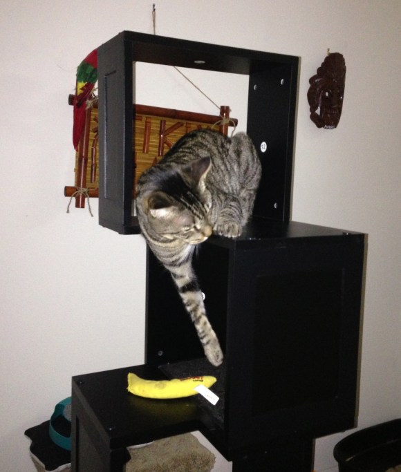 Lazily stretching for the catnip banana. 