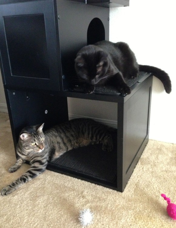 The boys enjoying the lower levels. Much to my dismay, though, neither has utilized the bottom level's sisal. Hmph.