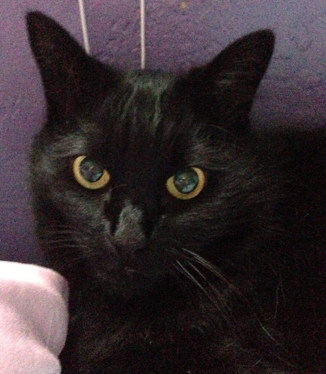 Even Fatty's eyes are fat. I heart my big boy. 