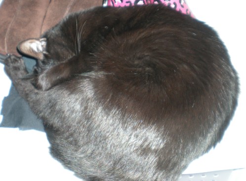 It's a furry ball of Moosh!