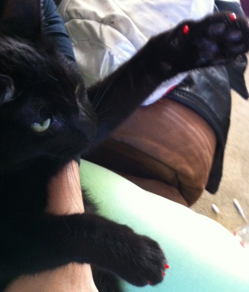 Soft Paws only stay on Moosh for the 1st 15 minutes after I put them on. He methodically removes each one the second I put him down. 