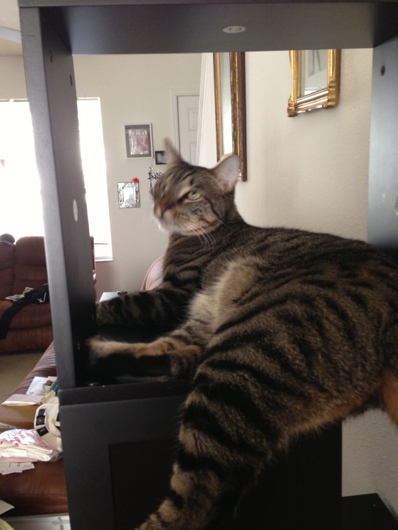 I don't know what he's looking at. Maybe the stickers numbering the pieces that REFUSE to come off. Ugh. 