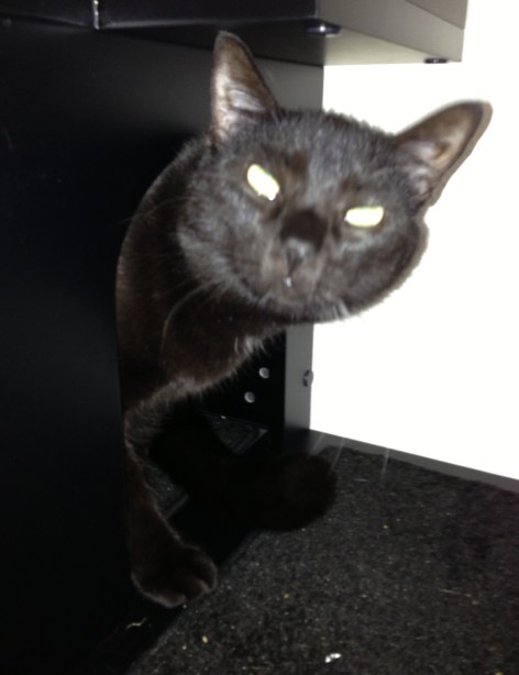 Oh hai. Can ai help youz?