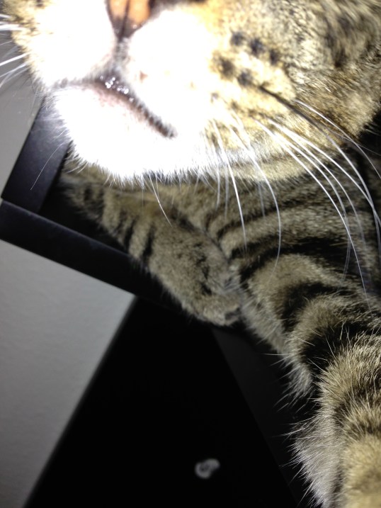 I can barely get them sitting still long enough to get A picture, let alone one with degrading props. 