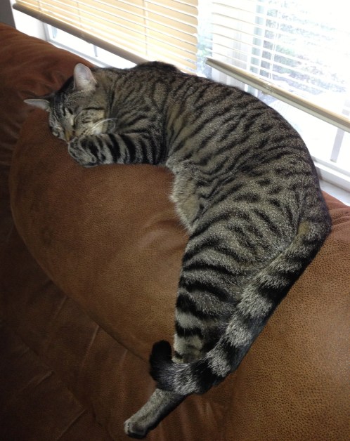 This was Taco 30 minutes ago. 