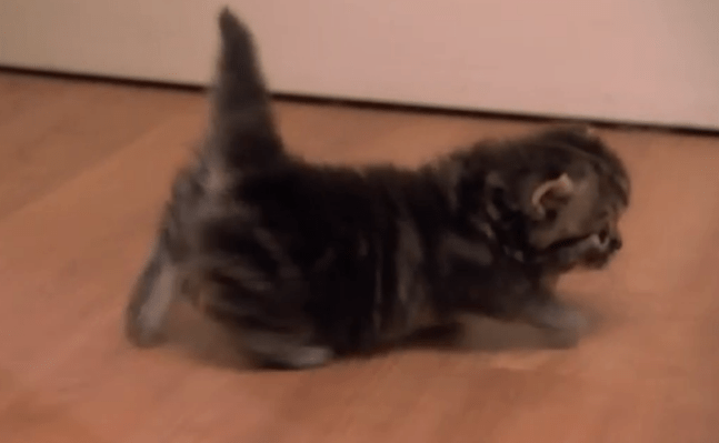 munchkin kitten on too cute