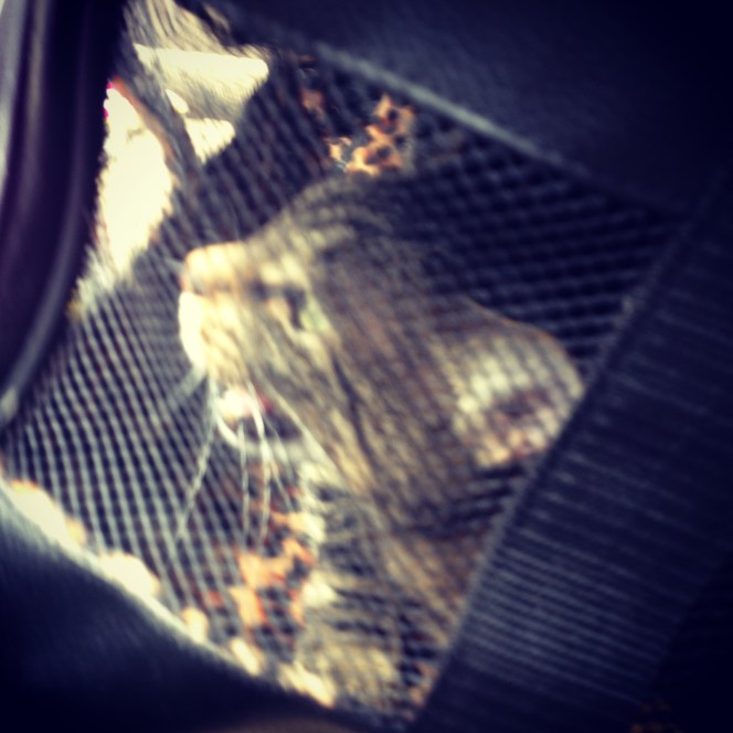 Big Mouth in action.