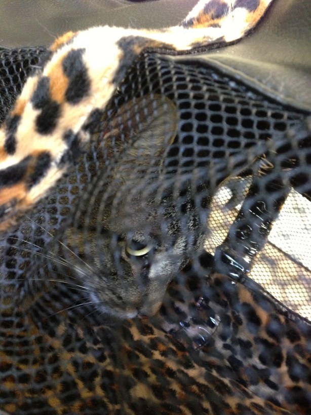 Here he is on the exam table, refusing to look at me.