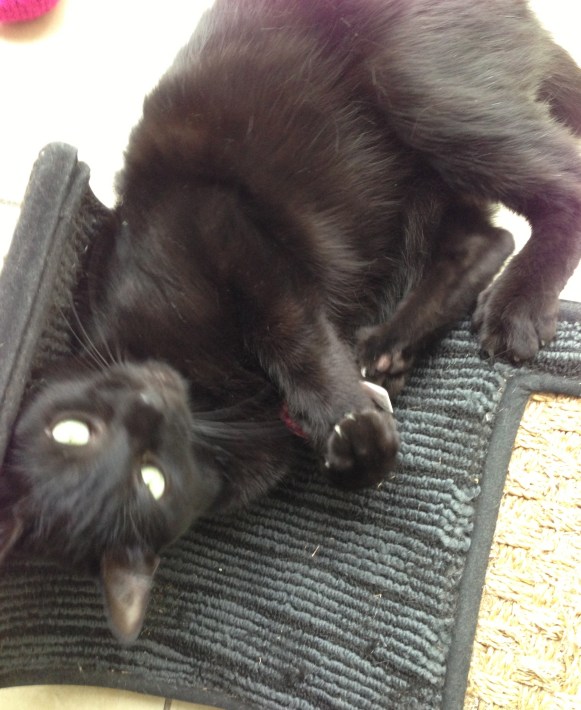 Sure, he LOOKS cute. 