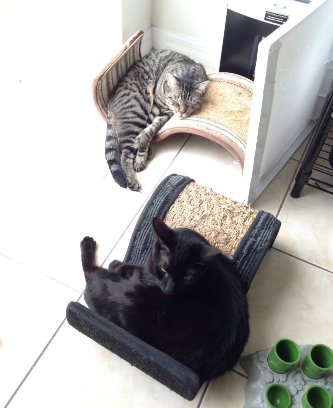 My two adorable baby boys.