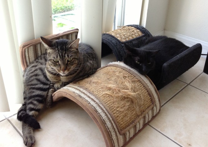 My babies. They sometimes fill my heart with joy.