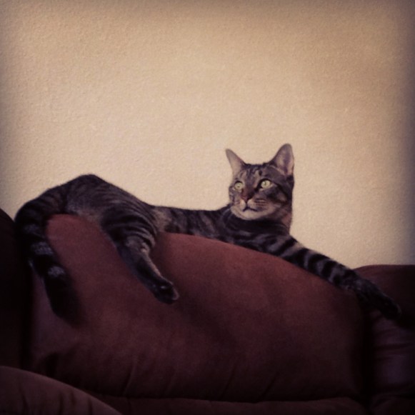 He thinks he's king. 