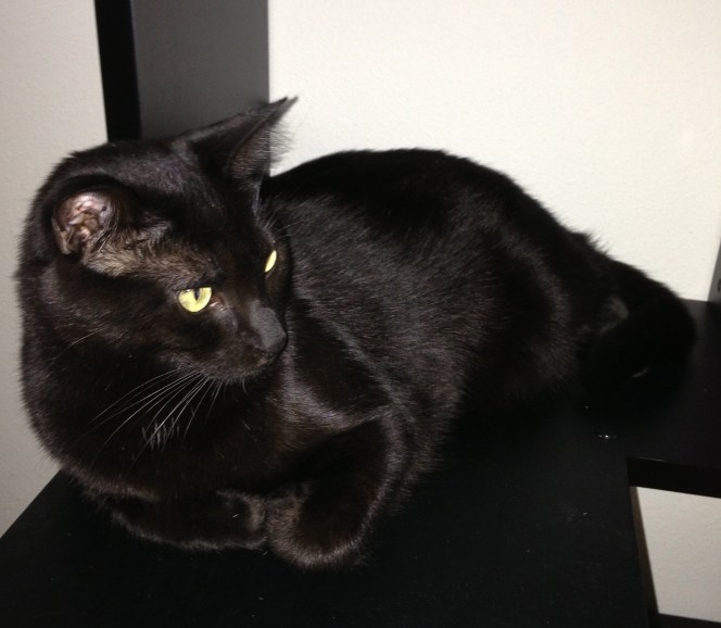 Does he always have to be sitting on something black?