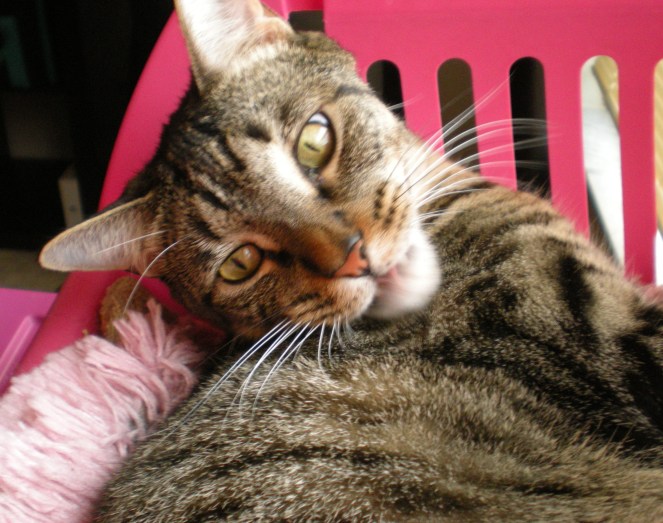 I caught Taco mid-tongue-out. It's his impression of his father. 