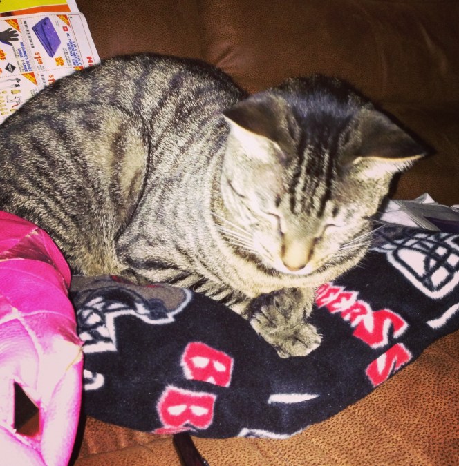 Never in the existence of this pillow has he ever paid it any mind, yet last night he decided it was the best place to sleep EVER.