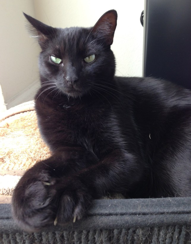 He's ridiculously cute when he curls his lil pawsies!