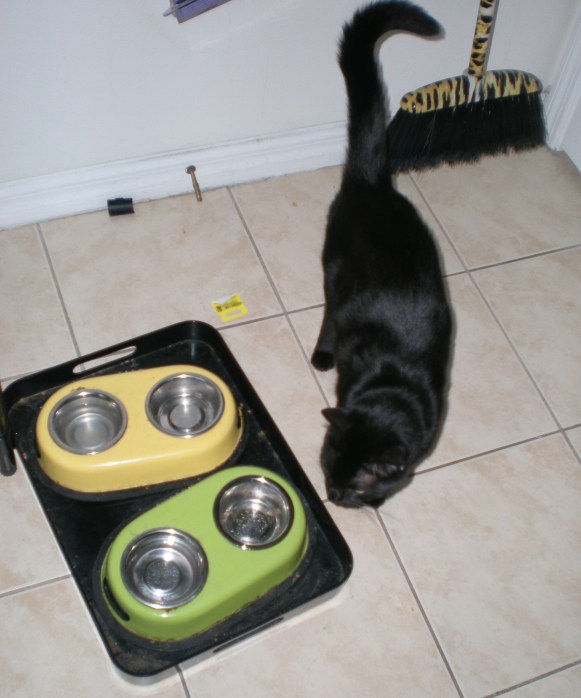 It's empty because you let your brother eat all the food, dodo.