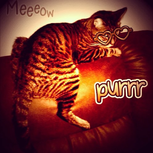 This is what happens when you're bored and have too many apps.