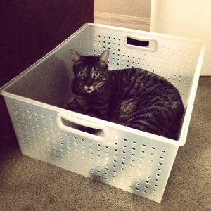 Clearly, he would not last long in the harsh reality of outdoor life. 