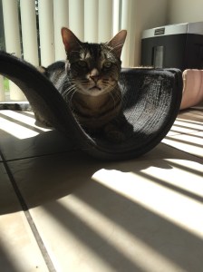 It DOES take some mighty good pics!