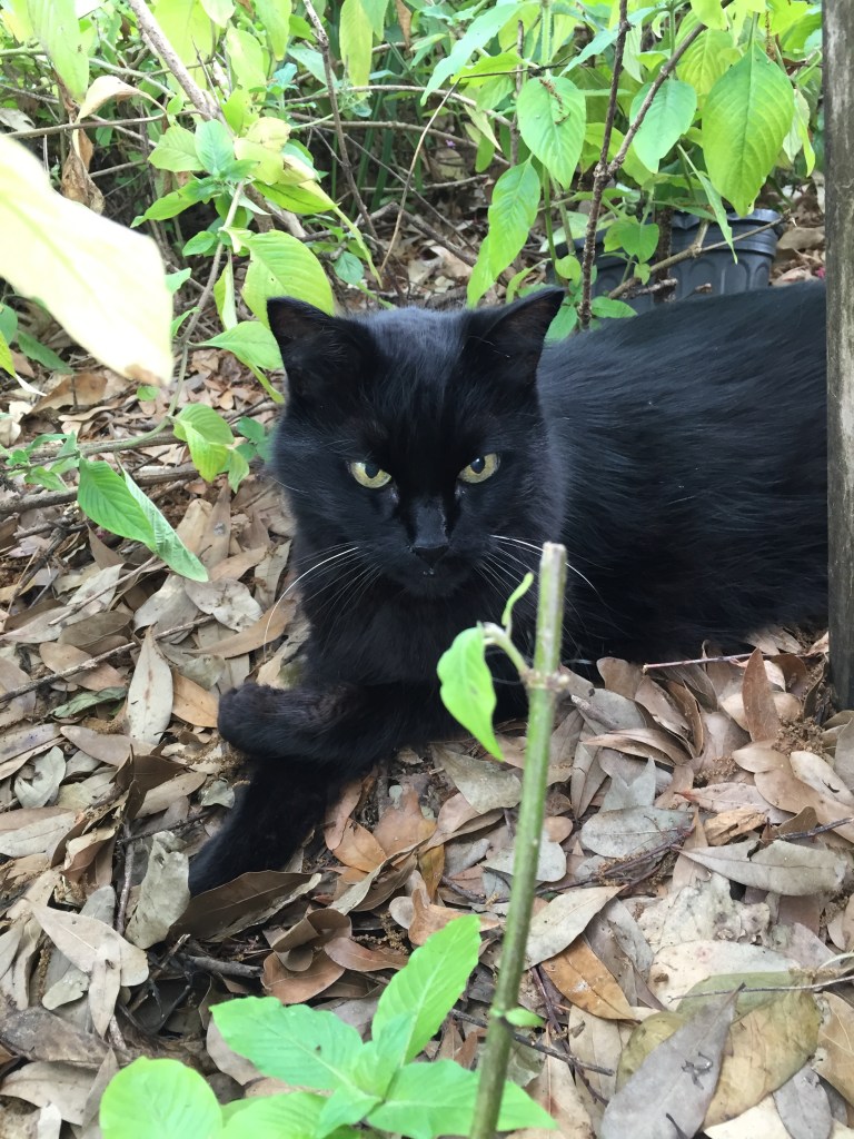 I don't know how any creature can be happy with ants up his butt.